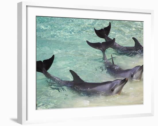 Dolphins, Sea World, Gold Coast, Queensland, Australia-David Wall-Framed Photographic Print