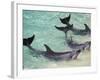 Dolphins, Sea World, Gold Coast, Queensland, Australia-David Wall-Framed Photographic Print