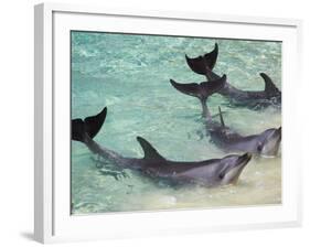 Dolphins, Sea World, Gold Coast, Queensland, Australia-David Wall-Framed Photographic Print