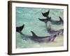 Dolphins, Sea World, Gold Coast, Queensland, Australia-David Wall-Framed Photographic Print