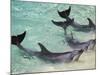 Dolphins, Sea World, Gold Coast, Queensland, Australia-David Wall-Mounted Photographic Print