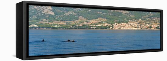 Dolphins Seen Near Brac Island on the Dalmatian Coast, Adriatic, Croatia, Europe-Matthew Williams-Ellis-Framed Stretched Canvas