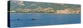 Dolphins Seen Near Brac Island on the Dalmatian Coast, Adriatic, Croatia, Europe-Matthew Williams-Ellis-Stretched Canvas