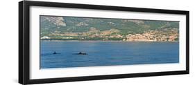 Dolphins Seen Near Brac Island on the Dalmatian Coast, Adriatic, Croatia, Europe-Matthew Williams-Ellis-Framed Premium Photographic Print