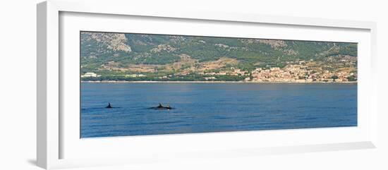 Dolphins Seen Near Brac Island on the Dalmatian Coast, Adriatic, Croatia, Europe-Matthew Williams-Ellis-Framed Photographic Print