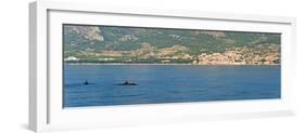 Dolphins Seen Near Brac Island on the Dalmatian Coast, Adriatic, Croatia, Europe-Matthew Williams-Ellis-Framed Photographic Print