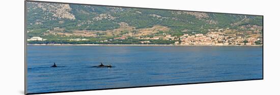 Dolphins Seen Near Brac Island on the Dalmatian Coast, Adriatic, Croatia, Europe-Matthew Williams-Ellis-Mounted Photographic Print