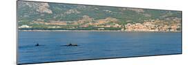 Dolphins Seen Near Brac Island on the Dalmatian Coast, Adriatic, Croatia, Europe-Matthew Williams-Ellis-Mounted Photographic Print