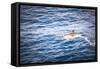 Dolphins Seen Near Whakatane and Tauranga in the Bay of Plenty, North Island, New Zealand, Pacific-Matthew Williams-Ellis-Framed Stretched Canvas