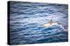 Dolphins Seen Near Whakatane and Tauranga in the Bay of Plenty, North Island, New Zealand, Pacific-Matthew Williams-Ellis-Stretched Canvas