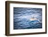 Dolphins Seen Near Whakatane and Tauranga in the Bay of Plenty, North Island, New Zealand, Pacific-Matthew Williams-Ellis-Framed Photographic Print