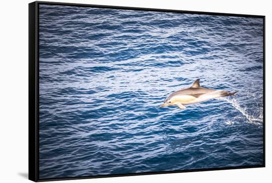 Dolphins Seen Near Whakatane and Tauranga in the Bay of Plenty, North Island, New Zealand, Pacific-Matthew Williams-Ellis-Framed Stretched Canvas