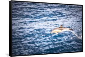 Dolphins Seen Near Whakatane and Tauranga in the Bay of Plenty, North Island, New Zealand, Pacific-Matthew Williams-Ellis-Framed Stretched Canvas