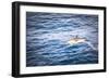 Dolphins Seen Near Whakatane and Tauranga in the Bay of Plenty, North Island, New Zealand, Pacific-Matthew Williams-Ellis-Framed Photographic Print