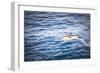 Dolphins Seen Near Whakatane and Tauranga in the Bay of Plenty, North Island, New Zealand, Pacific-Matthew Williams-Ellis-Framed Photographic Print