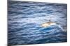 Dolphins Seen Near Whakatane and Tauranga in the Bay of Plenty, North Island, New Zealand, Pacific-Matthew Williams-Ellis-Mounted Photographic Print