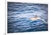 Dolphins Seen Near Whakatane and Tauranga in the Bay of Plenty, North Island, New Zealand, Pacific-Matthew Williams-Ellis-Framed Photographic Print