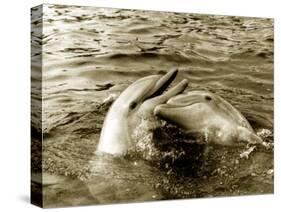 Dolphins Swimming and Playing Together, 1985-null-Stretched Canvas