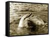 Dolphins Swimming and Playing Together, 1985-null-Framed Stretched Canvas