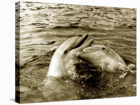 Dolphins Swimming and Playing Together, 1985-null-Stretched Canvas