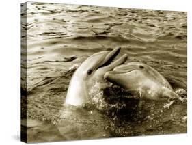 Dolphins Swimming and Playing Together, 1985-null-Stretched Canvas