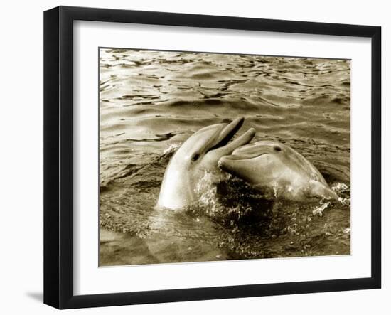 Dolphins Swimming and Playing Together, 1985-null-Framed Premium Photographic Print