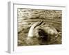 Dolphins Swimming and Playing Together, 1985-null-Framed Premium Photographic Print