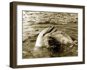 Dolphins Swimming and Playing Together, 1985-null-Framed Photographic Print