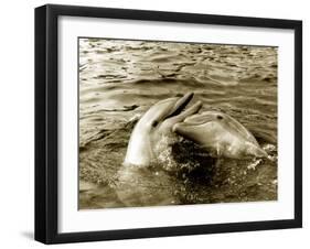 Dolphins Swimming and Playing Together, 1985-null-Framed Photographic Print