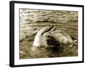 Dolphins Swimming and Playing Together, 1985-null-Framed Photographic Print