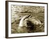 Dolphins Swimming and Playing Together, 1985-null-Framed Photographic Print