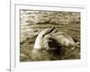 Dolphins Swimming and Playing Together, 1985-null-Framed Photographic Print