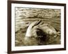 Dolphins Swimming and Playing Together, 1985-null-Framed Photographic Print