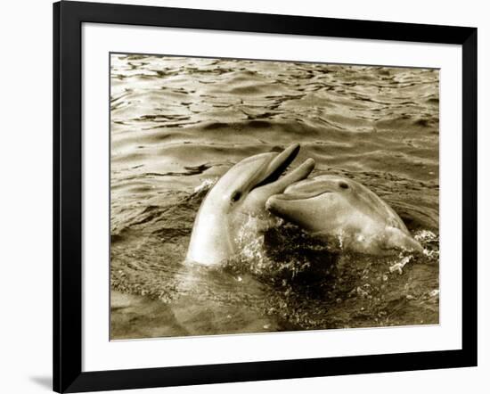 Dolphins Swimming and Playing Together, 1985-null-Framed Photographic Print