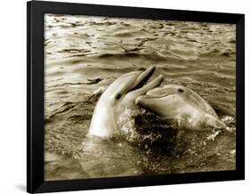 Dolphins Swimming and Playing Together, 1985-null-Framed Photographic Print