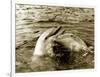 Dolphins Swimming and Playing Together, 1985-null-Framed Photographic Print