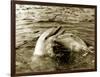 Dolphins Swimming and Playing Together, 1985-null-Framed Photographic Print