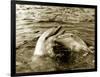 Dolphins Swimming and Playing Together, 1985-null-Framed Photographic Print