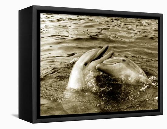 Dolphins Swimming and Playing Together, 1985-null-Framed Stretched Canvas