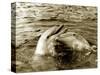 Dolphins Swimming and Playing Together, 1985-null-Stretched Canvas