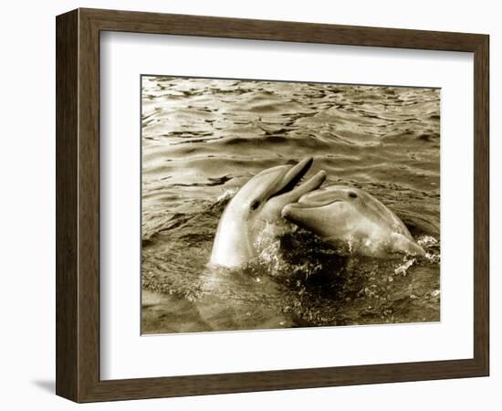 Dolphins Swimming and Playing Together, 1985-null-Framed Photographic Print