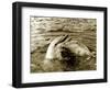 Dolphins Swimming and Playing Together, 1985-null-Framed Photographic Print