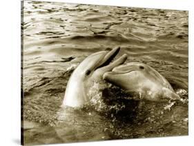 Dolphins Swimming and Playing Together, 1985-null-Stretched Canvas