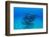 Dolphins Swimming in Pacific Ocean, Hawaii, USA-null-Framed Photographic Print