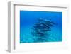 Dolphins Swimming in Pacific Ocean, Hawaii, USA-null-Framed Photographic Print