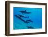 Dolphins Swimming in Pacific Ocean, Hawaii, USA-null-Framed Photographic Print