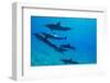 Dolphins Swimming in Pacific Ocean, Hawaii, USA-null-Framed Photographic Print