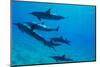 Dolphins Swimming in Pacific Ocean, Hawaii, USA-null-Mounted Photographic Print