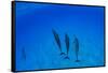 Dolphins Swimming in Pacific Ocean, Hawaii, USA-null-Framed Stretched Canvas