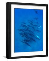 Dolphins Swimming in Pacific Ocean, Hawaii, USA-null-Framed Photographic Print